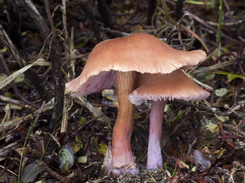 Laccaria bicolor